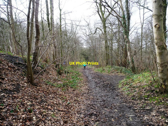 Photo 6"x4" Rambler on the bridleway in Bentcliff Hill plantation Hill Top\/SE2705 c2013
