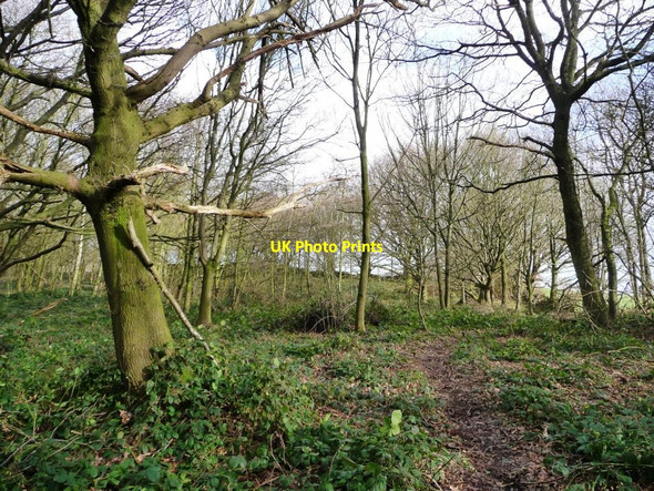 Photo 6"x4" Informal footpath, Bentcliff Hill Plantation Hill Top\/SE2705 c2013