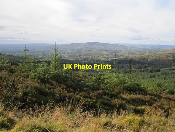 Photo 6"x4" Young trees, Gortin Glen Forest Gortin c2012