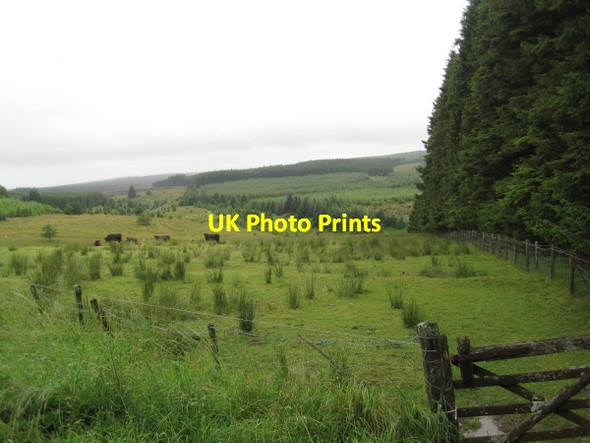 Photo 6"x4" Cattle Grazing, Highfield Farm Falstone c2011