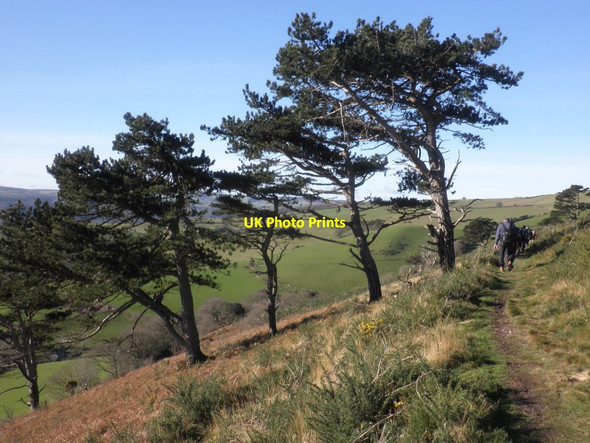 Photo 6"x4" Scots Pines on the hillside above Wydon Farm Minehead c2013
