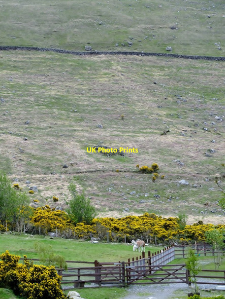 Photo 6"x4" Derelict stone-built sheep pen on the slopes of Spelga Kilcoo c2012
