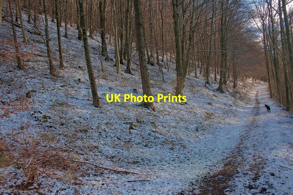 Photo 6"x4" Low Paradise Wood Boltby c2013