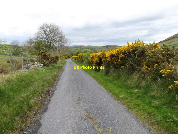 Photo 6"x4" Whins in bloom on Kinnahalla Road Kilcoo c2012