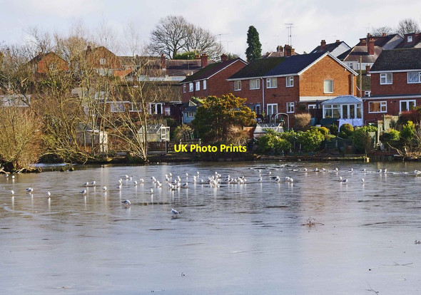 Photo 6"x4" Birds on the frozen pool, Springfield Park, Kidderminster Kidderminster c2013