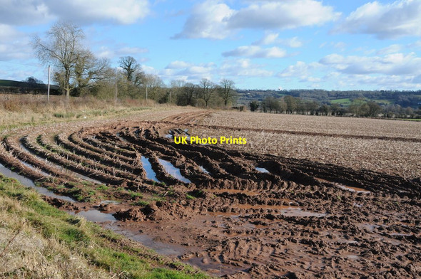 Photo 6"x4" Potato crop awaiting harvest Batchfields c2013