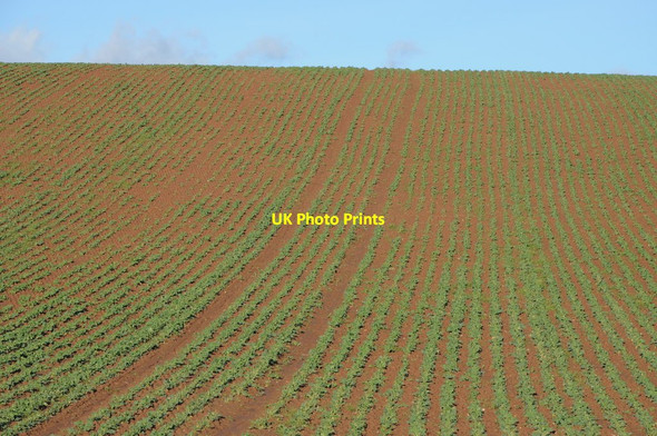 Photo 6"x4" Arable field Crozen c2013