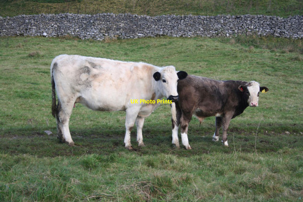 Photo 6"x4" Cow and calf Brightgate c2012