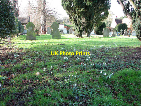 Photo 6"x4" Snowdrops in the churchyard of Holy Trinity, Barsham Ringsfield c2013