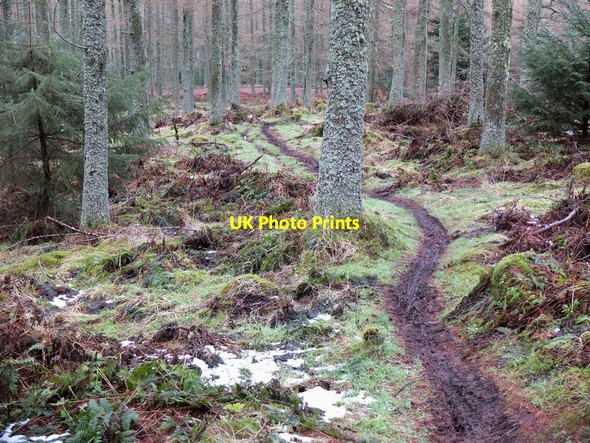 Photo 6"x4" Narrow path in Cademuir Forest Bellanrigg c2013