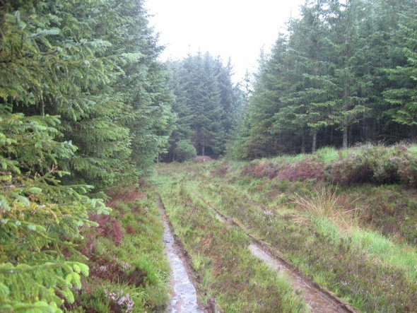 Photo 6"x4" Track from forest edge towards track junction Alltour c2008