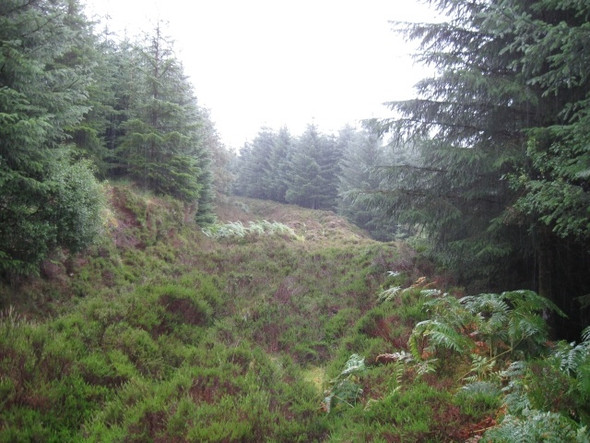 Photo 6"x4" Looking back down forestry track (overgrown) from dead end Stronaba c2008