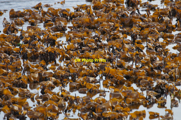 Photo 6"x4" Kelp at low tide, Skeo Taing, Baltasound Ordale c2013