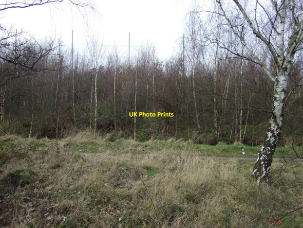 Photo 6"x4" Woodland beside Dearne Road Bolton Upon Dearne c2013