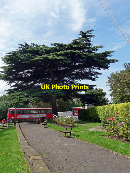 Photo 6"x4" Cedar, Streatham Common North Streatham c2012
