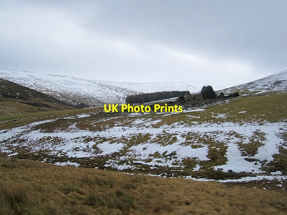 Photo 6"x4" Felled shelter belt, Glascorrie Mill Burn\/NO4773 c2013