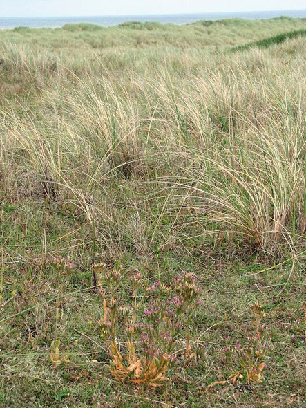 Photo 6"x4" From the saltmarsh into the dunes Burnham Overy Staithe c2008