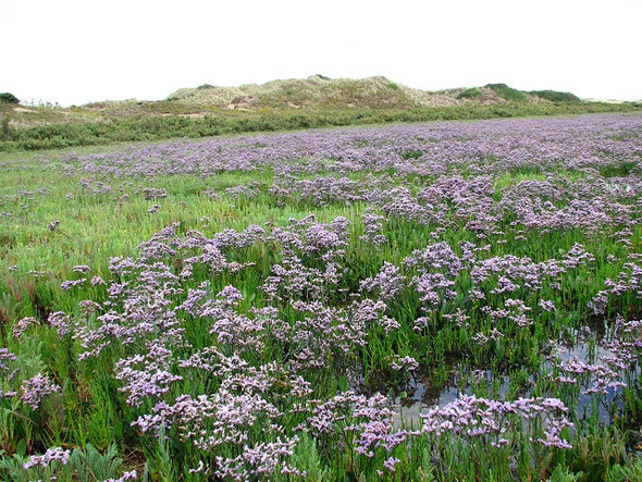 Photo 6"x4" A carpet of sea lavender Burnham Overy Staithe c2008