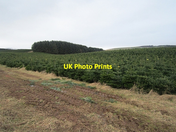 Photo 6"x4" Christmas trees, Balfour Kirkton of Menmuir c2013