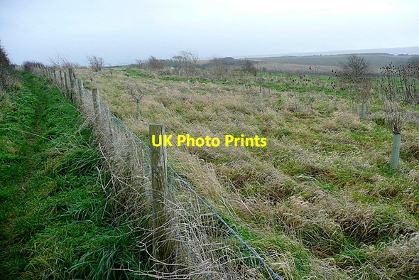 Photo 6"x4" Rough ground near Thorley Thorley\/SZ3788 c2012