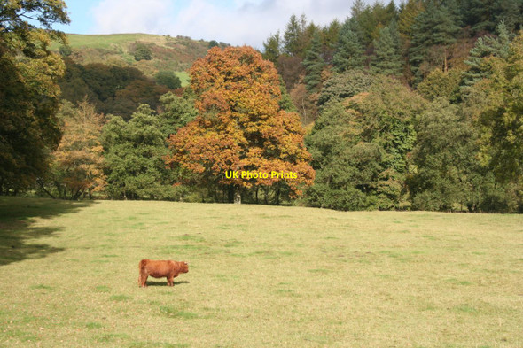 Photo 6"x4" Highland Cow at Danebridge Danebridge c2012