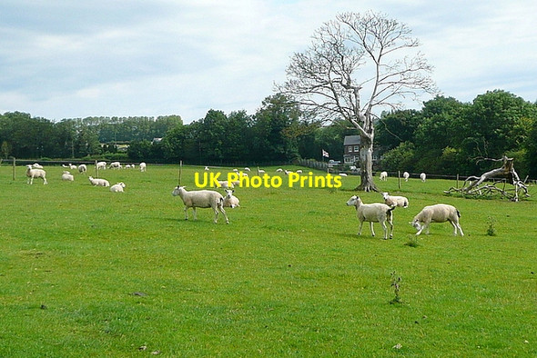 Photo 6"x4" Pasture at Thorpe Fenny Bentley c2012
