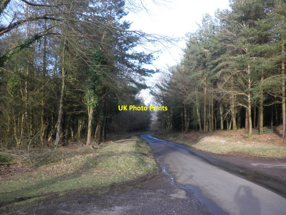 Photo 6"x4" Road through the forest, below Croydon Hill Cowbridge\/SS9542 c2013