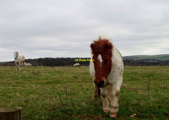 Photo 6"x4" Eager skewbald horse, Hollingbury, Brighton Stanmer c2013