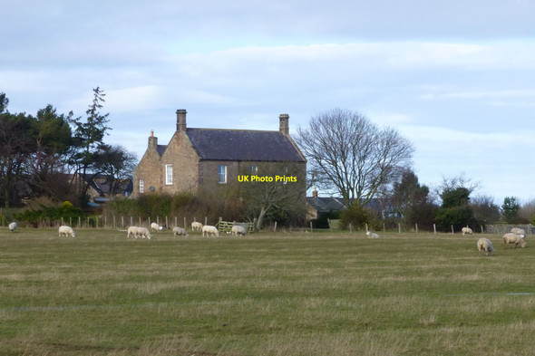 Photo 6"x4" Sheep grazing by Fenham-Le-Moor Detchant c2013