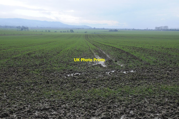 Photo 6"x4" Field of winter cereal, Whaddon Lower Tuffley c2013