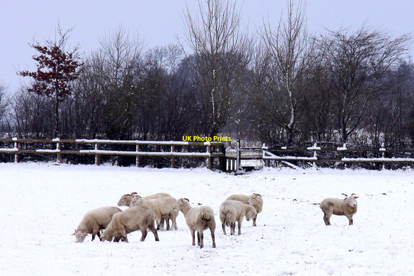 Photo 6"x4" Sheep on the Oxfordshire Way Beckley\/SP5610 c2013