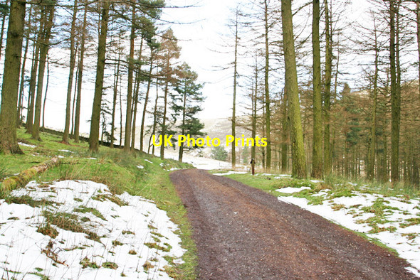 Photo 6"x4" Woods below Ox Hey Cow Hey\/SK1694 c2013
