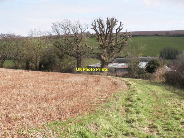 Photo 6"x4" Newly pruned tree, Home Farm Woodford\/ST0638 c2013