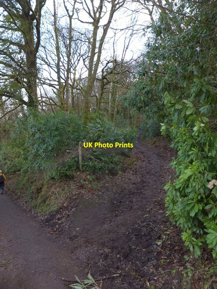 Photo 6"x4" Footpath into Little Quarme Wood Cutcombe c2013