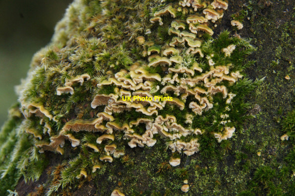 Photo 6"x4" Fungus and moss on a Sycamore trunk, Halligarth Baltasound c2013