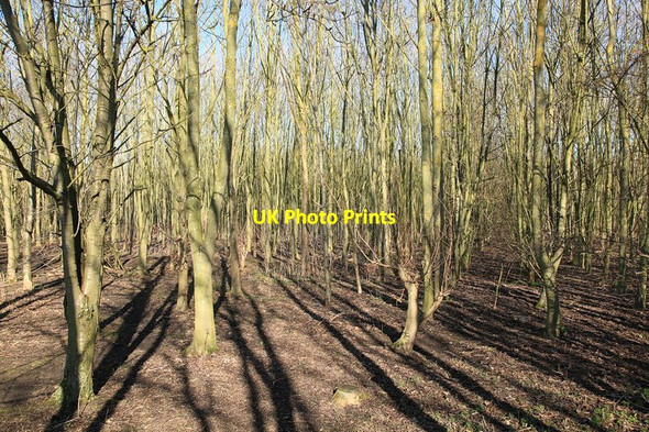 Photo 6"x4" Ash trees, Mansell Wood Oakington c2013