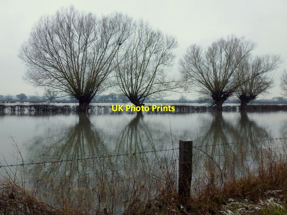 Photo 6"x4" Winter willows Bishop's Norton c2013