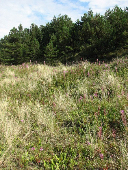 Photo 6"x4" At the edge of the pinewoods Burnham Overy Staithe c2008