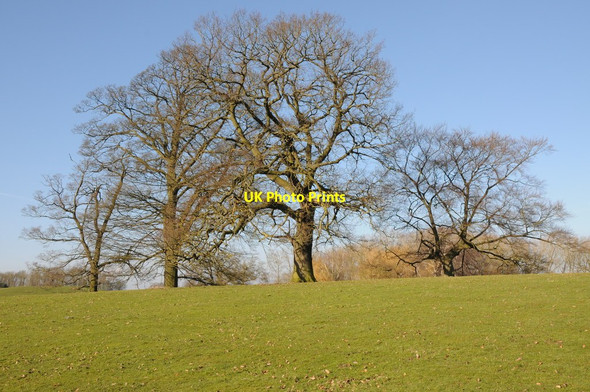 Photo 6"x4" Oak trees by Pirton Pool High Green\/SO8745 c2013