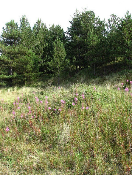 Photo 6"x4" Where dunes and pinewoods meet Burnham Overy Staithe c2008