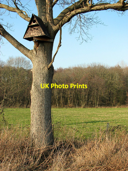 Photo 6"x4" Owl nesting box in Barsham Marshes Geldeston c2013