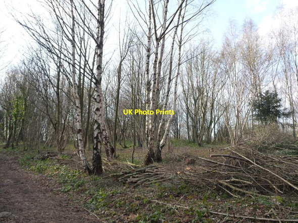 Photo 6"x4" Managing the woodland, Sprotbrough Plantation Sprotbrough c2013