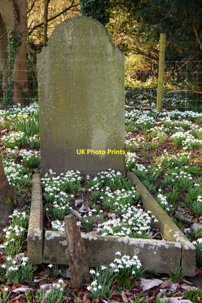 Photo 6"x4" Snowdrops covering a grave West Ilsley c2013