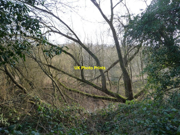 Photo 6"x4" Carr at the western end of Sprotbrough Flash Conisbrough c2013
