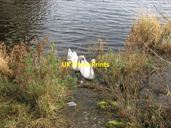 Photo 6"x4" Mute swans on River Bann Coleraine c2012