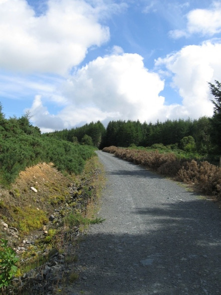 Photo 6"x4" Looking up hill along track towards forestry boundary Inverroy c2008