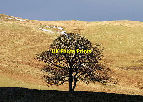 Photo 6"x4" A silhouetted tree at Mountbenger Knowe Mountbengerburn c2013