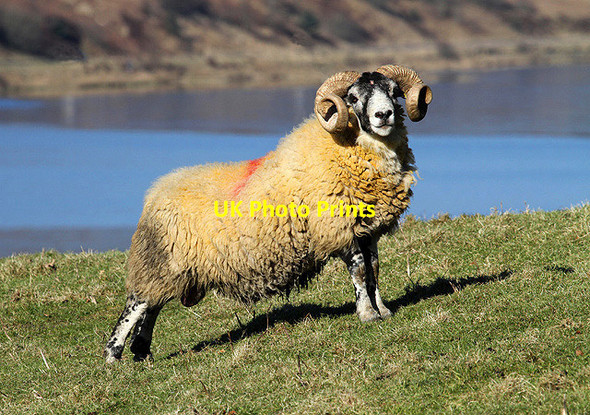 Photo 6"x4" Look at me Bowerhope c2013