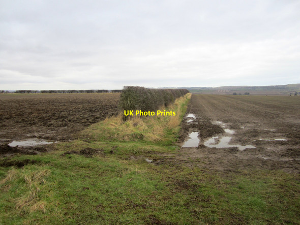 Photo 6"x4" Hedge and arable fields near Middle Ord Loanend\/NT9450 c2013