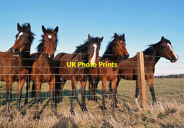 Photo 6"x4" Horses near Borthwick Mains Borthwick c2013